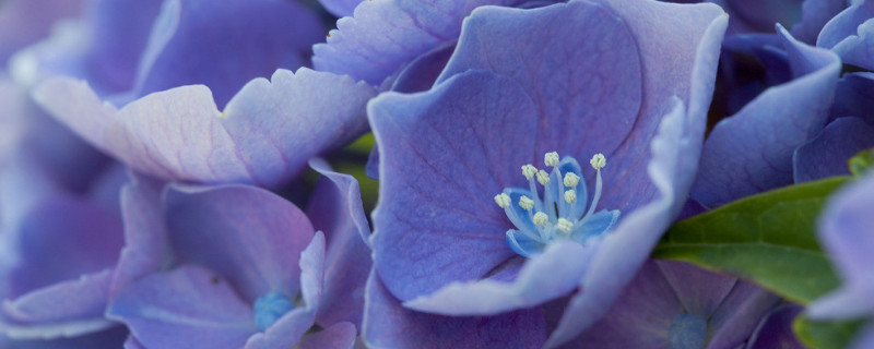 繡球葉子卷曲發(fā)焦可以活嗎