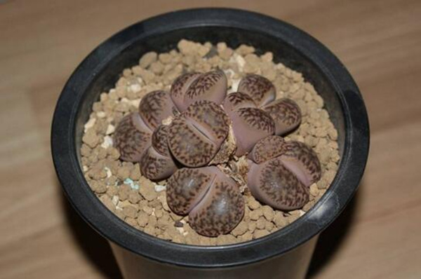 剛種植的生石花多久才能澆水，潮土種植一星期后才能澆水