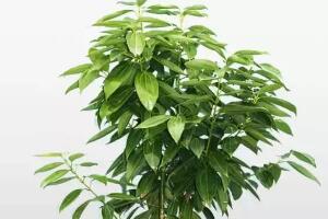 平安樹栽上多久能施肥，平安樹怎么施肥