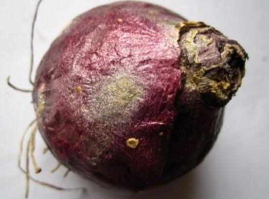 風(fēng)信子種球發(fā)霉怎么辦，涂抹滅菌靈、保持創(chuàng)面干燥