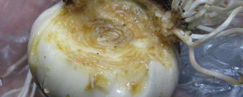 風(fēng)信子球莖怎么保存