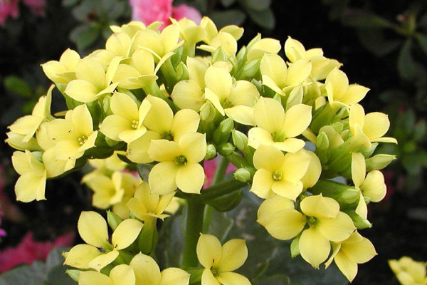 長壽花剪枝后怎么養(yǎng)護