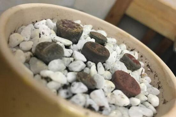 生石花干癟萎縮怎么辦，及時(shí)的找到原因并處理