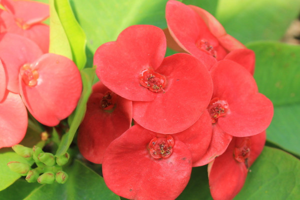 蝴蝶蘭哪個(gè)品種有香味