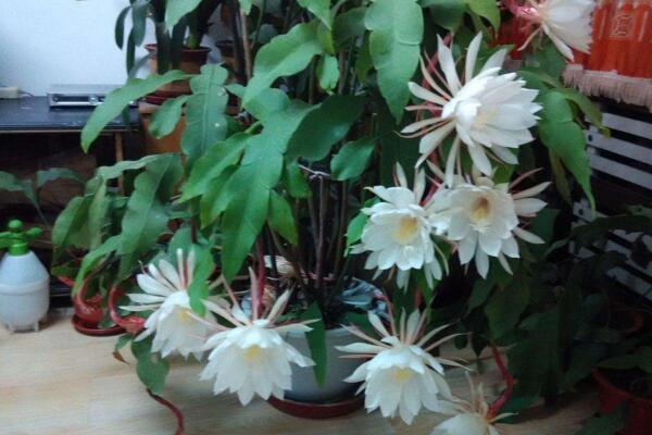 曇花什么時候開花，每年的6-10月開花（花期十分短暫）