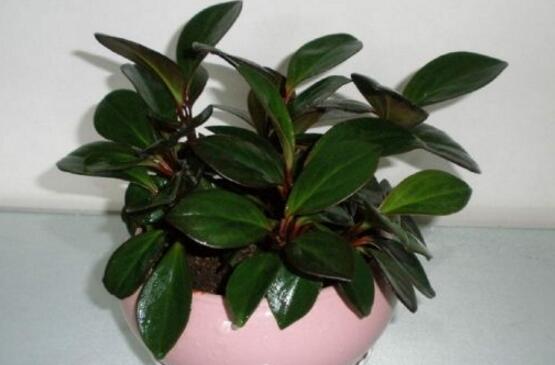 橡皮樹怎么養(yǎng)，牢記七個(gè)步驟就可養(yǎng)好