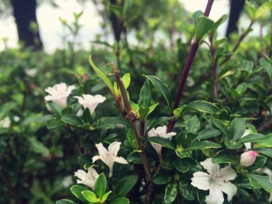 六月雪功效與作用，是一個(gè)不折不扣治療百病藥王