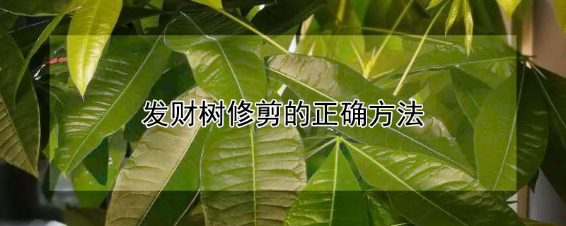 發(fā)財樹修剪的正確方法