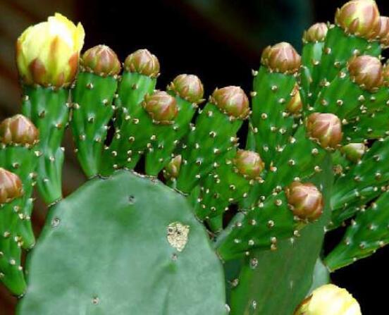 仙人掌怎么移植，用土覆蓋全根系、壓實土壤固定