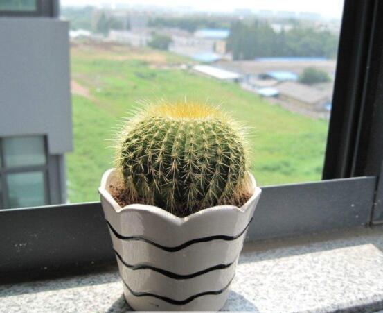 小仙人球的養(yǎng)殖方法和注意事項，老農(nóng)詳解七大最有效養(yǎng)殖方法