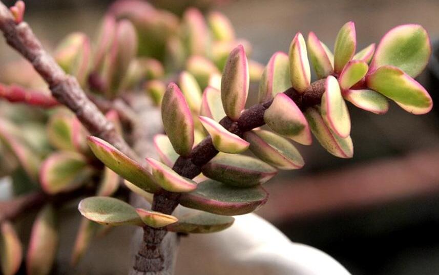 雅樂之舞常見病蟲害及防治方法，“知根知底”防治病蟲害