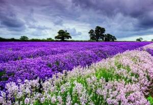 薰衣草怎么澆水，薰衣草多久澆一次水/三天澆一次