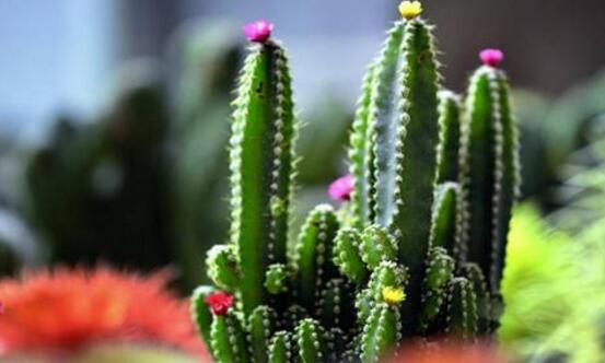 仙人掌真的能吸收輻射嗎，仙人掌吸收輻射只是一種謠傳