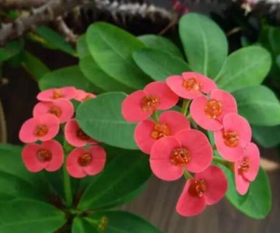 虎刺梅致癌嗎，長(zhǎng)期接觸導(dǎo)致人們身體細(xì)胞癌變