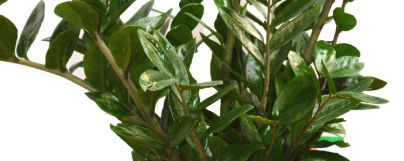 金錢(qián)樹(shù)秋天可以仟播嗎