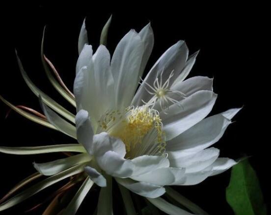 曇花什么時(shí)候葉插，以春季為主/擇兩年生健康老葉