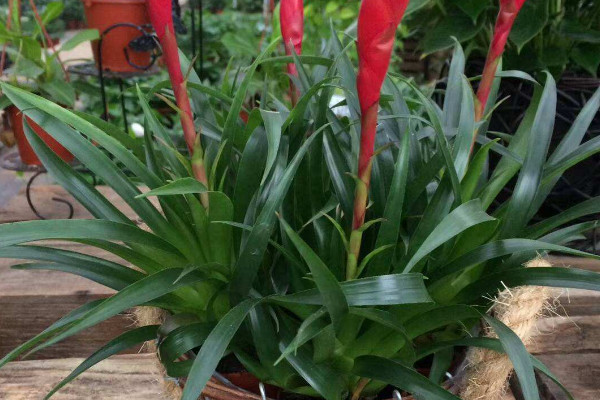 鴻運(yùn)當(dāng)頭用深盆還是淺盆