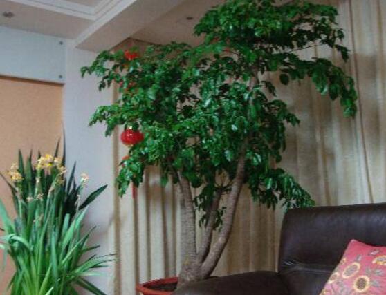 幸福樹葉子干枯怎么回事，四種原因以及解決辦法