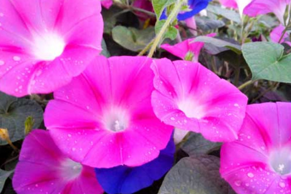 牽?；ㄊ遣皇窃诖禾扉_放的