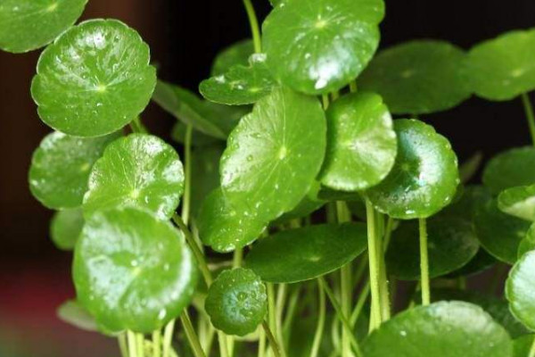 土培銅錢草的養(yǎng)殖方法和注意事項