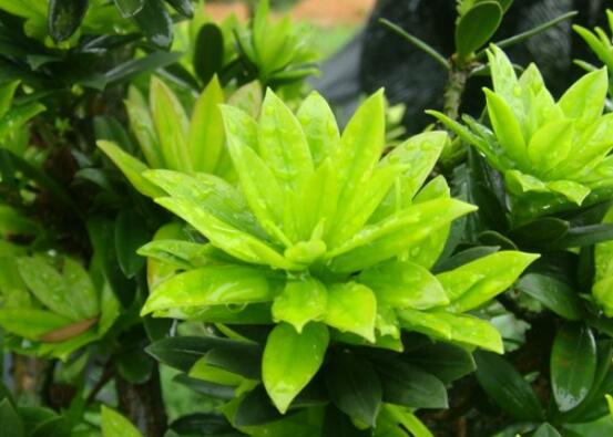 什么品種羅漢松最貴，珍珠羅漢松當(dāng)之無愧(售價(jià)高達(dá)上百萬)