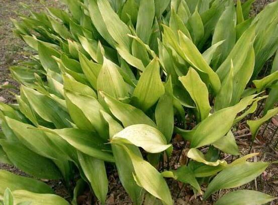 大葉萬年青有毒嗎，誤食會導致聲帶嘶啞、失明