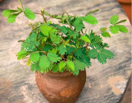 含羞草有什么功能，趣味性十足、預(yù)測天氣、凈化空氣