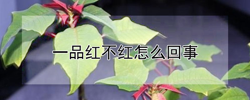 一品紅不紅怎么回事