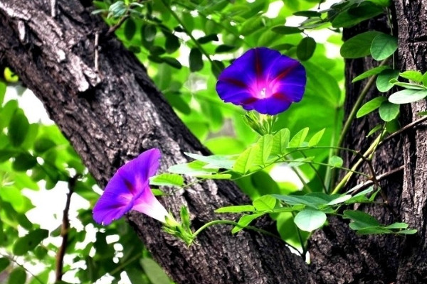 牽?；ㄈ~子的形狀特點