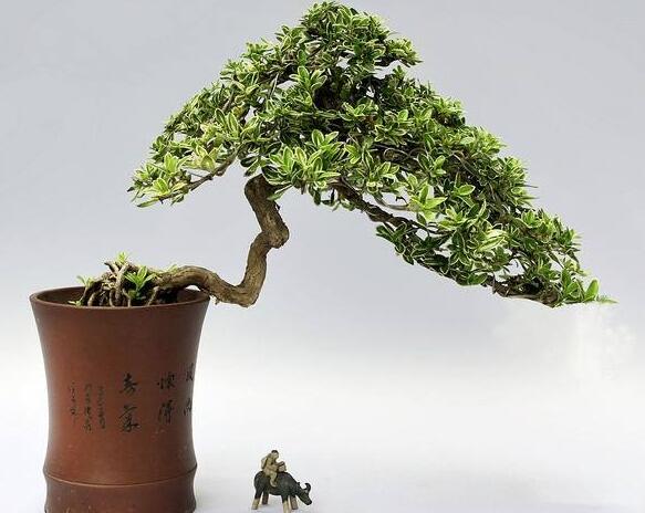 六月雪樹(shù)葉發(fā)黑怎么辦，找清原因及時(shí)救治（三種原因及解決方法）