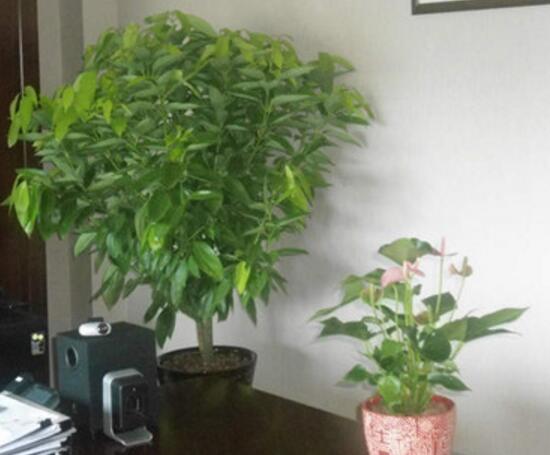 平安樹怎么繁殖，平安樹扦插方法圖解