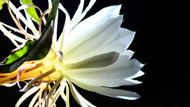 曇花為什么只長(zhǎng)葉子