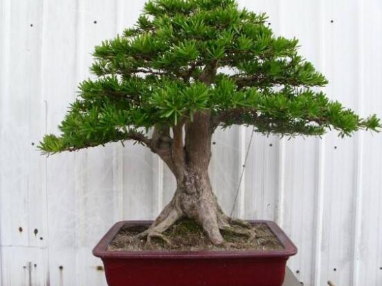 盆栽羅漢松怎么養(yǎng)，盆栽羅漢松養(yǎng)殖方法