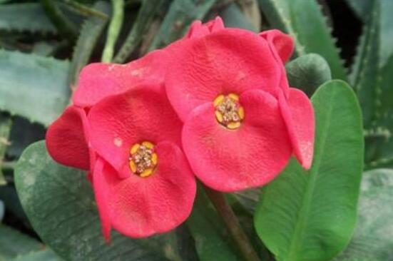 虎刺梅不開花什么原因，老農(nóng)總結(jié)最實用三種解決方法