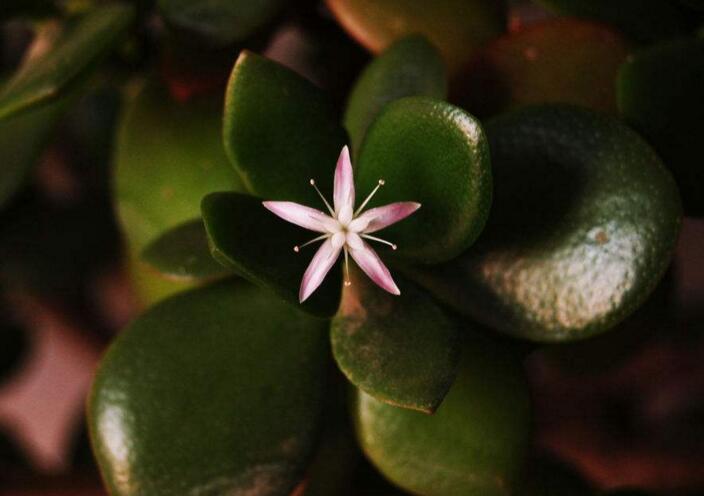 玉樹花和燕子掌的區(qū)別，葉片上的3處不同