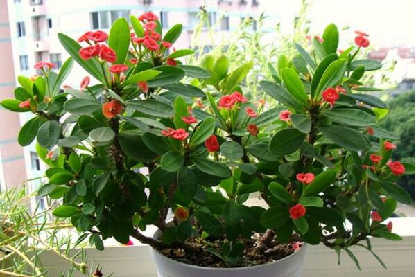 怎么讓虎刺梅開花，加強(qiáng)光照并保證養(yǎng)分充足