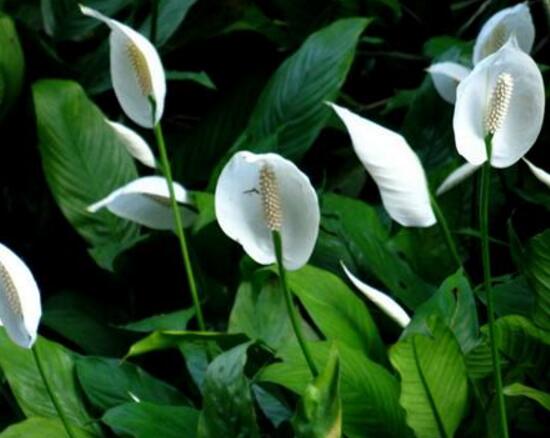 一帆風(fēng)順花怎么養(yǎng)，一帆風(fēng)順的養(yǎng)殖方法