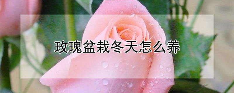 玫瑰盆栽冬天怎么養(yǎng)