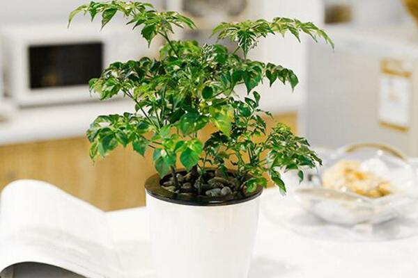 幸福樹適合在室內(nèi)養(yǎng)嗎，適合放在室內(nèi)但要加強管理