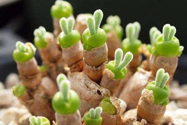 碧光環(huán)怎么繁殖，分播種和扦插兩種方法