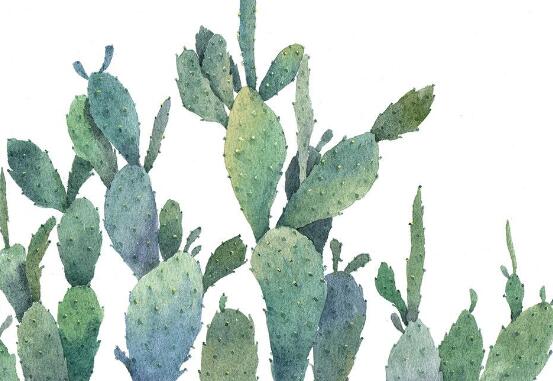 仙人掌適合在室內(nèi)養(yǎng)嗎，吸收輻射、釋放氧氣