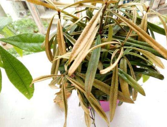 羅漢松葉子發(fā)黃怎么辦，羅漢松葉子發(fā)黃解決辦法