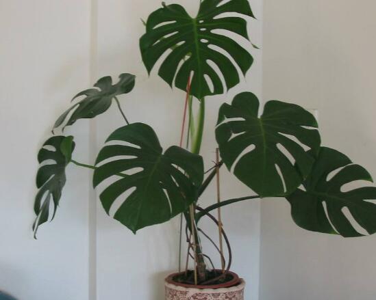 龜背竹晚上放臥室嗎，可以/凈化空氣、添福加壽、有利健康