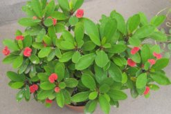 虎刺梅開花為何不紅了，可能是光照不足導(dǎo)致