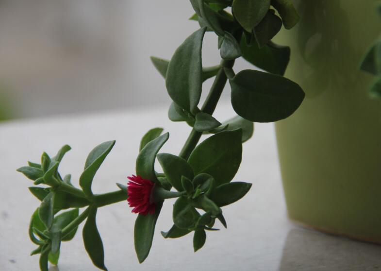 玉樹用什么土壤，最好使用沙土栽種