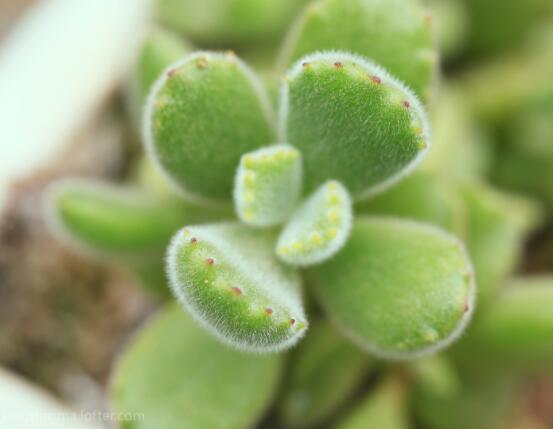 熊童子葉子發(fā)軟怎么辦，總結(jié)最實(shí)用三種解決方法