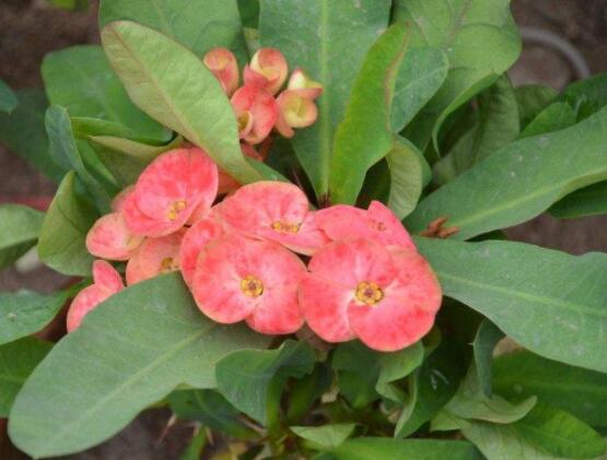 虎刺梅的養(yǎng)殖方法，老農(nóng)總結(jié)六大最實(shí)用基本養(yǎng)殖技巧