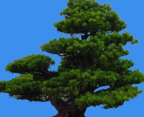 羅漢松風(fēng)水學(xué)和寓意，趨吉避兇，辟邪化煞