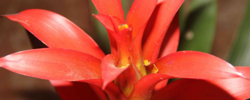 鴻運當(dāng)頭怎么澆水