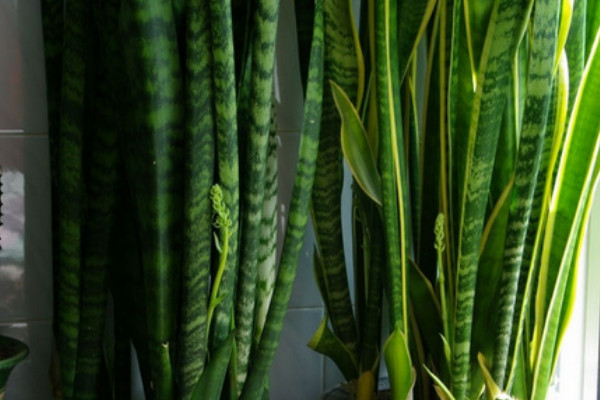 虎皮蘭可以放陽(yáng)臺(tái)曬嗎